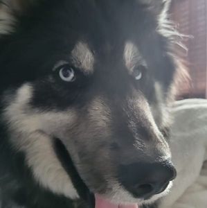 Meet your Posher, Steve